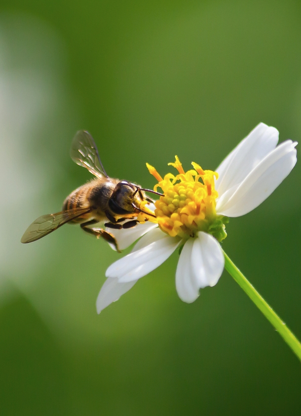 GB/T31270.10-2025 化学农药环境安全评价试验准则 第10部分：蜜蜂急性毒性试验