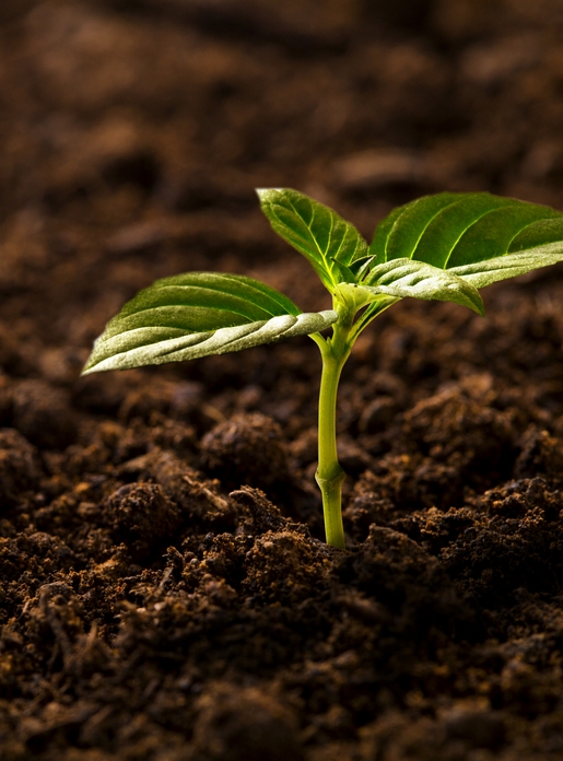 GB/T31270.16-2025 化学农药环境安全评价试验准则 第16部分：土壤微生物毒性试验